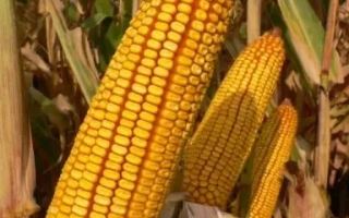 ЛАДОЖСЬКИЙ 294 АМВ