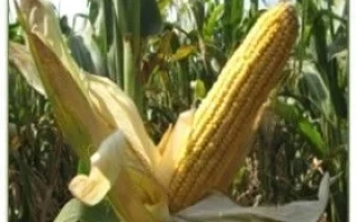 ЛАДОЖСЬКИЙ 298 МВ