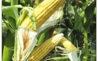 ЛАДОЖСКИЙ 330 МВ