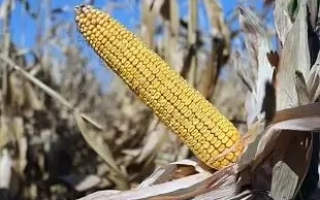 ЛАДОЖСКИЙ 341 АМВ