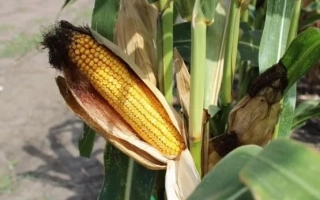 ЛАДОЖСЬКИЙ 391 АМВ