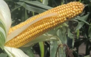 ЛАДОЖСКИЙ 460 МВ