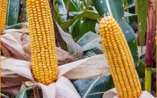 ЛАДОЖСЬКИЙ 501 АМВ