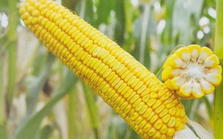 Yellow corn on stalk with kernel cross-section - LAN SV
