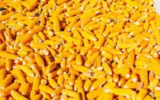 Close-up of yellow corn cobs - LAR 1492 X LAR 1490