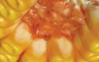 Крупный план желтых зерен кукурузы сорта Латизана