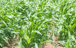 Поле кукурузы - Леброн