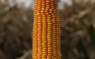 Леонидив 276 СВ