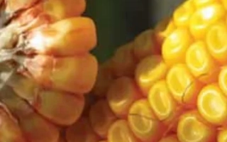 Свежий початок кукурузы сорта ЛГ 2306 | LG 23.06