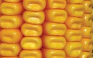 Крупный план желтых зерен кукурузы - ЛГ 2372