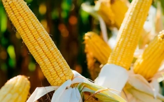 Fresh corn on the cob, yellow kernels, green leaves in background - LG 31233