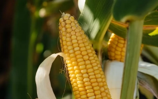 Ripe corn on stalk - LG 31235