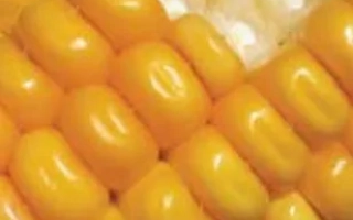 Свежий початок кукурузы с желтыми зернами - ЛГ 3232