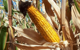 Созревшая кукуруза на стебле на фоне поля - ЛГ31271