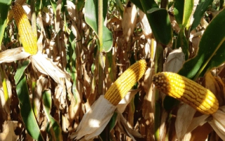 Созревшие початки кукурузы на стеблях в поле - ЛГ31284