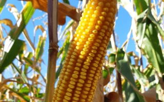 Созревшая кукуруза сорта ЛГ31330 на фоне поля