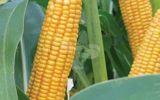 Золотистые початки кукурузы на фоне зелёных листьев - ЛГ31377