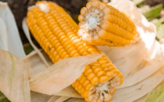 Кукуруза на почве - ЛГ31388