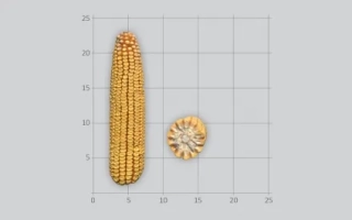 Кукуруза сорта ЛГ31390 на сетке
