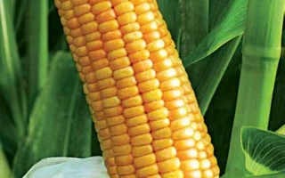 Созревшая початок кукурузы на фоне зелёных листьев - ЛГ3285