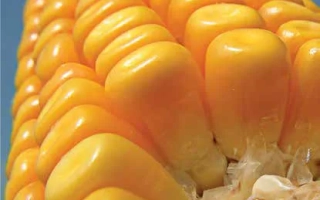 Свежий початок кукурузы сорта ЛГ3350