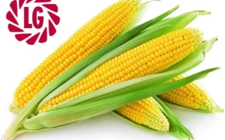 Кочаны кукурузы LG на белом фоне - ЛГ3395