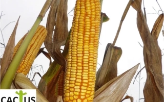 ЛГН 2098 Х ЛГР 2038