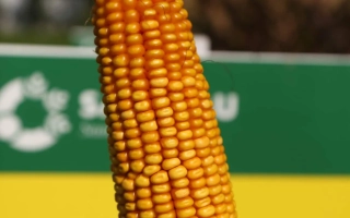 Кукуруза Ligato на фоне зелёной вывески - Лигато