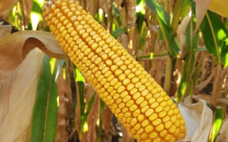 ЛИМНОТ 21 Ц Х ЛИМИВТ 44 ЦМ