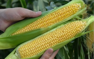 LIMNOT 21 X LIMIVT 44