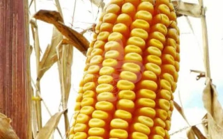 Созревшая кукуруза сорта Ливорно на стебле