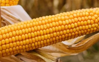 ЛМХ 3161 Х ЛФХ 1940