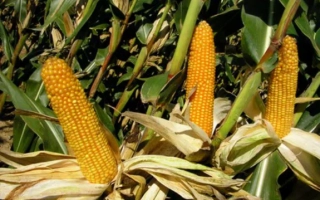 Зрелые початки кукурузы сорта Лотар на растении