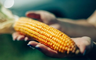 ЛТН 225 Х ЛСХ 369