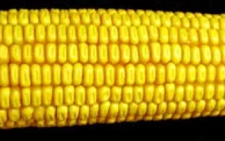 Любава 279 МВ