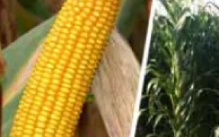 Желтая кукуруза на стебле с листьями - Луиджи КС