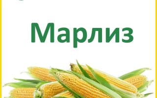 Марлиз