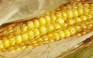 Колос кукурузы сорта МАС 335И