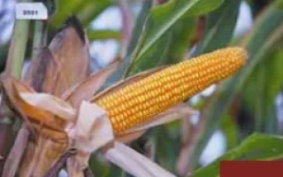 Кукуруза на растении без названия продукта - Мастри КС