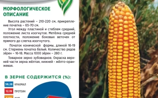Seed bag for corn variety MASHUK 172 with ear image and variety description