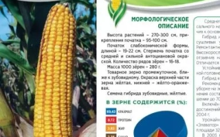Seed bag for corn variety Mashuk 480 SV with ear image and variety description