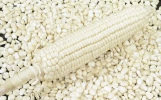 White flint corn cob on a background of grains