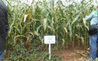 МОЛДАВСКИЙ 205 АЛСВ