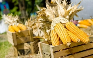 МОЛДАВСЬКИЙ 238 АСВ