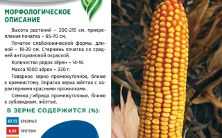 Мішок насіння кукурудзи Ньютон з фото початка та описом сорту