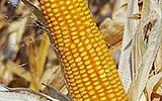 Golden corn cob against a background of dry leaves - OBSKIY 140 SV