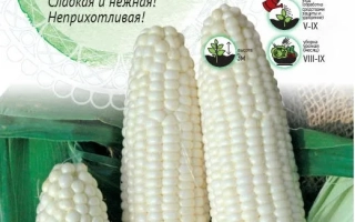 Пакет насіння кукурудзи Механіс біла кремніста - ОМ 196