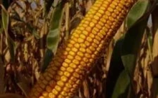 Golden corn cob against stalks - OMKA 130