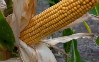 Созревшая кукуруза на растении - Пан 350