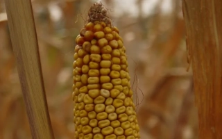 ПЯТИГОРСКИЙ 400 СВ